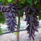20 Pcs Purple Finger Grape Seeds