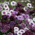 40 Pcs Cornflowerqueen Mix Bachelor's Button Centaurea Cyanus Flower Seeds
