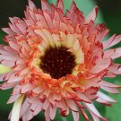 40 Pcs Calendula Touch Of Red Calendula Officinalis Flower Seeds