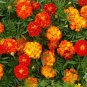 50 Pcs Calendula French Marigold Sparky Mixed Calendula Officinalis Flower Seeds