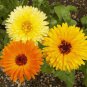 50 Pcs Pacific Beauty Mix Calendula Marigold Calendula Officinalis Flower Seeds
