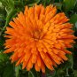 50 Pcs Radio Marigold English Calendula Marigold Calendula Officinalis Flower Seeds