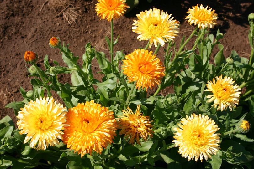 50 Pcs Fancy Mix Marigold Calendula Calendula Officinalis Flower Seeds