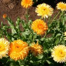 50 Pcs Fancy Mix Marigold Calendula Calendula Officinalis Flower Seeds