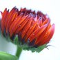 40 Pcs Calendula Red And Black Calendula Officinalis Flower Seeds