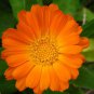 50 Pcs Calendula Orange English Calendula Officinalis Flower Seeds