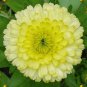 50 Pcs Calendula Bon Bon Yellow Calendula Officinalis Flower Seeds