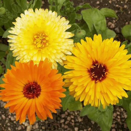 50 Pcs Calendula Pacific Beauty Mix Calendula Officinalis Flower Seeds