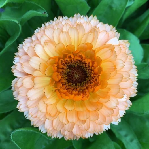 50 Pcs Calendula Pot Marigold Pink Surprise Calendula Officinalis Flower Seeds