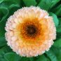 50 Pcs Calendula Pot Marigold Pink Surprise Calendula Officinalis Flower Seeds