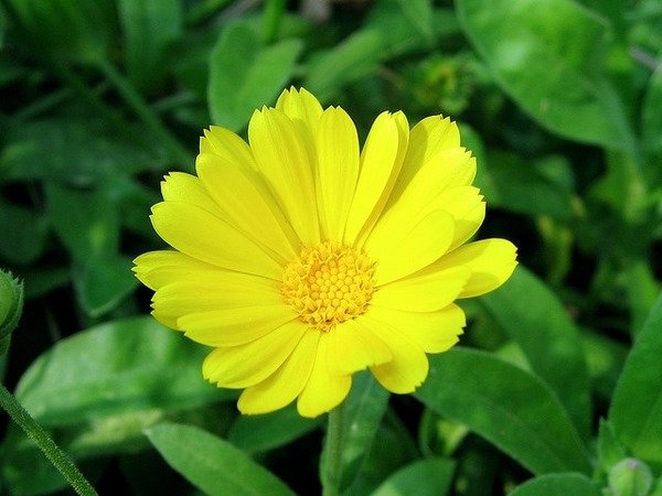 50 Pcs Calendula Pot Marigold Yellow Calendula Officinalis Flower Seeds