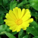 50 Pcs Calendula Pot Marigold Yellow Calendula Officinalis Flower Seeds
