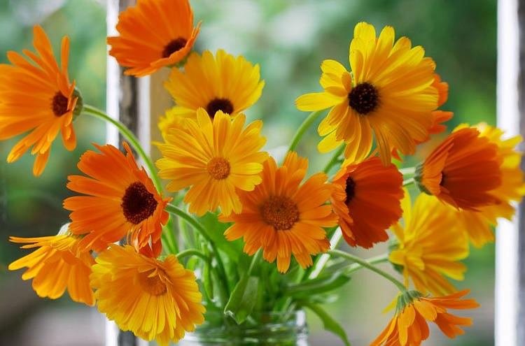100 Pcs Calendula Pot Marigold Mix Colors Calendula Officinalis Flower Seeds