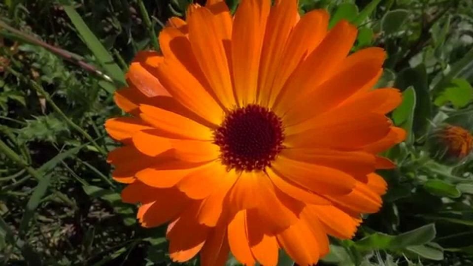 50 Pcs Calendula Pot Marigold Orange Calendula Officinalis Flower Seeds