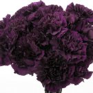 20 Pcs Carnation Grenadin King Of Blacks Dianthus Caryophyllus Flower Seeds