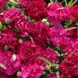 50 Pcs Carnation Chabaud Magenta Dianthus Caryophyllus Flower Seeds