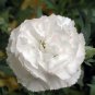 50 Pcs Carnation Grenadin White Dianthus Caryophyllus Flower Seeds