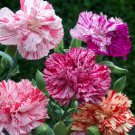 50 Pcs Carnation Chabaud Picotee Mix Dianthus Caryophyllus Flower Seeds