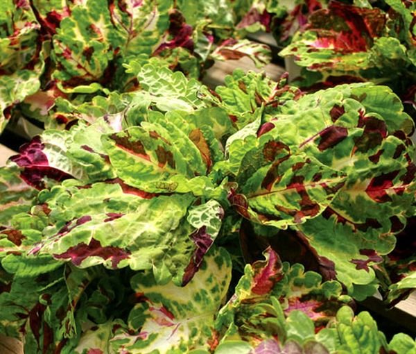 50 Pcs Coleus Wizard Mosaic Shade Flower Seeds