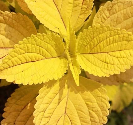 100 Pcs Yellow Coleus Flower Seeds