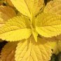 100 Pcs Yellow Coleus Flower Seeds