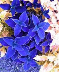 100 Pcs Blue Coleus Flower Seeds