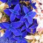 100 Pcs Blue Coleus Flower Seeds