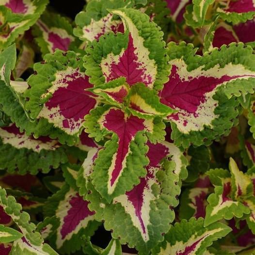 50 Pcs Coleus Wizard Mosaic Flower Seeds