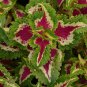 50 Pcs Coleus Wizard Mosaic Flower Seeds