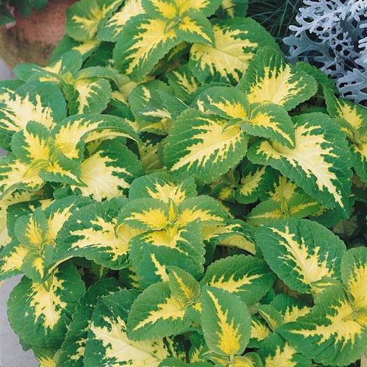 50 Pcs Coleus Wizard Jade Flower Seeds