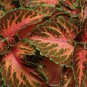 50 Pcs Coleus Wizard Coral Sunrise Flower Seeds