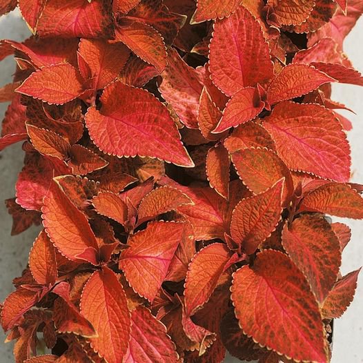 50 Pcs Coleus Wizard Sunset Flower Seeds