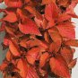 50 Pcs Coleus Wizard Sunset Flower Seeds