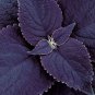 10 Pcs Black Coleus Giant Exhibition Solenostemon Nettle Blue Flower Seeds
