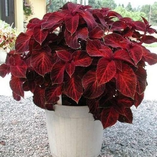 50 Pcs Coleus Wizard Scarlet Flower Seeds