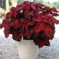 50 Pcs Coleus Wizard Scarlet Flower Seeds