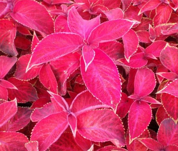 30 Pcs Coleus Jazz Ruby Seeds