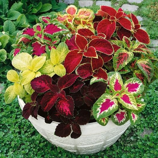 100 Pcs Coleus Rainbow Mix Seeds