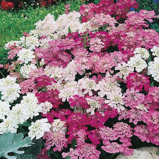 50 Pcs Candytuft Red And White Mix Iberis Amara Flower Seeds