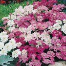 50 Pcs Candytuft Red And White Mix Iberis Amara Flower Seeds