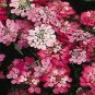 50 Pcs Candytuft Red Candy Cane Iberis Amara Flower Seeds