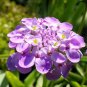 50 Pcs Candytuft Candy Cane Iberis Amara Flower Seeds