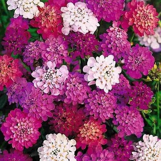 60 Pcs Candytuft Umbellata Mixed Iberis Amara Flower Seeds