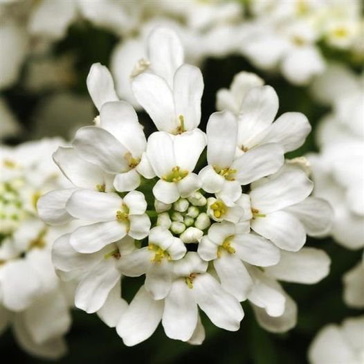 100 Pcs Candytuft White Empress Iberis Amara Flower Seeds