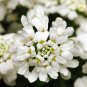 100 Pcs Candytuft White Empress Iberis Amara Flower Seeds