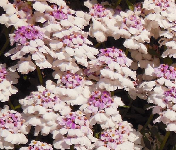 50 Pcs Candytuft Gibraltar Iberis Amara Flower Seeds