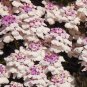 50 Pcs Candytuft Gibraltar Iberis Amara Flower Seeds