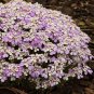 50 Pcs Candytuft Iberis Gibraltarica Iberis Amara Flower Seeds