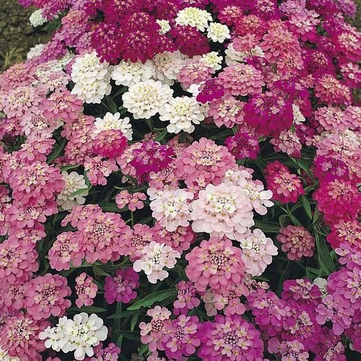 50 Pcs Candytuft Dwarf Fairy Mix Iberis Amara Flower Seeds