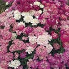 50 Pcs Candytuft Dwarf Fairy Mix Iberis Amara Flower Seeds